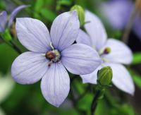 Codonopsis vincaeflora